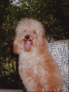Honey Pom Pom